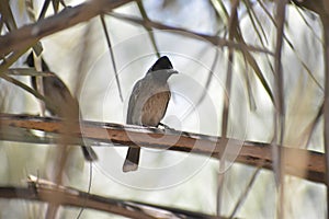 Close up shot of beautiful coman bulbul photo