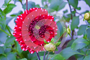 Close up shot of beautiful contraste dahlia in a garden photo