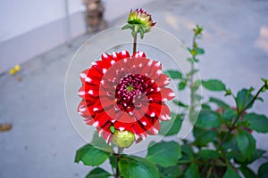 Close up shot of beautiful contraste dahlia in a garden photo
