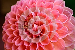 Close up shot of a beautiful coral pastel pink Dahlia flower head. Dahlia flower symmetry.