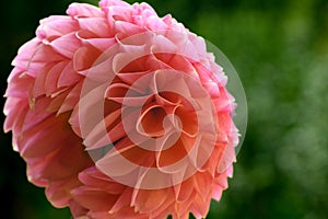 Close up shot of a beautiful coral pastel pink Dahlia flower head. Dahlia flower symmetry.