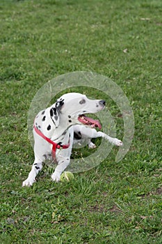 Close-up shot of beautiful Dalmatian dog
