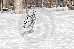 Close-up shot of beautiful Dalmatian dog in winter