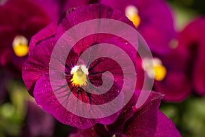 Close-up shot of beautiful dark red pansy flowers