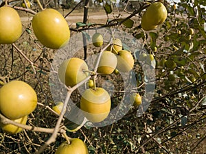 Close up shot of beautiful and delicious Ber fruit hanging from the branches.
