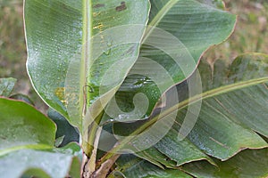 Close up shot of a beautiful Dwarf Cavendish Banana Tree with wet leaves