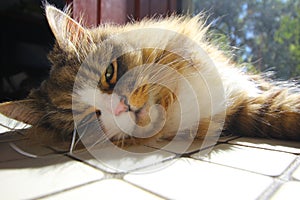 Close up shot of a beautiful fluffy cat with green eyes