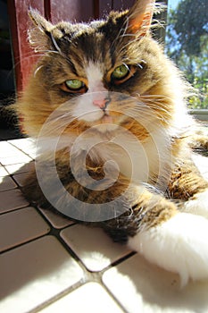 Close up shot of a beautiful fluffy cat with green eyes