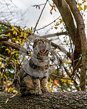 close-up shot of beautiful gray striped cat sitting on a tree waking up and yawning