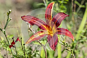 Close up shot of a beautiful Hemerocallis Autumn Red flower, common name, daylily