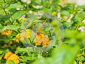 Close up shot of beautiful Julia butterfly in Botanica, The Wichita Gardens photo