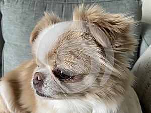 Close-up shot of a beautiful lovely cute Japanese Chin dog on a sofa looking aler photo