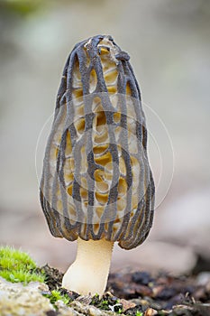 Close-up shot of beautiful morel mushroom structure