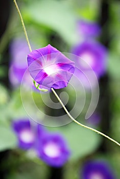 Close up shot of beautiful morning glories..