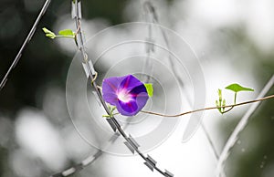 Close up shot of beautiful morning glories.. photo