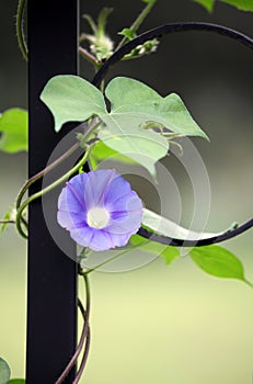 Close up shot of beautiful morning glories.. photo