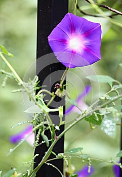 Close up shot of beautiful morning glories..