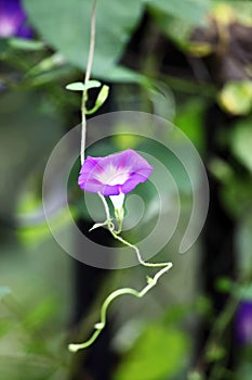 Close up shot of beautiful morning glories.. photo