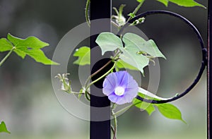 Close up shot of beautiful morning glories..