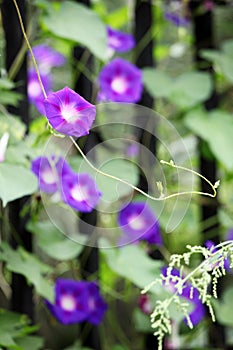 Close up shot of beautiful morning glories.. photo