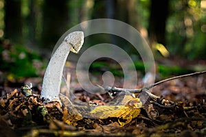 Close-up shot of beautiful mushroom Phallus impudicus Linne in the forest