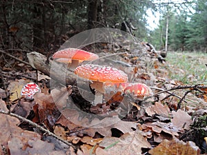 Close up shot of a beautiful natural perfect red mushroom with white dots