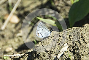 Close-up shot of a beautiful Osiris blue butterfly on the stone under the sunlight