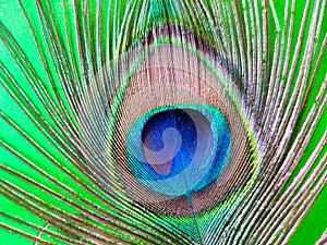 Close up shot of beautiful peacock feather