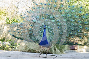 Close up shot of a beautiful peacock showing his fan