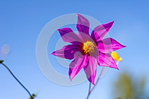 Close-up shot of a beautiful purple flower with a yellow stamen against a blue sky on a sunny day