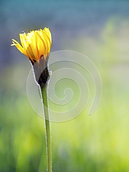 Close up of a rough hawkbit