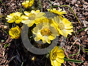 Close-up shot of beautiful spring flowers - yellow pheasant\'s eyes or false hellebores (Adonis vernalis)