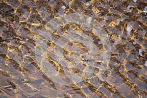 Close up shot of beautiful water surface with golden light reaching the bottom