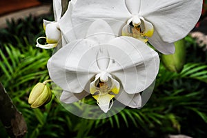 Close up shot of beautiful white orchid