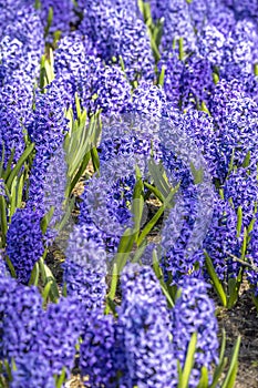 Close up shot of bed of Grape Hyacinth flowers