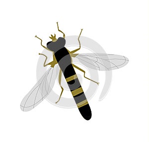 Bee insect on a window