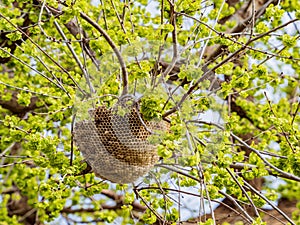 Close up shot of beehive on tree