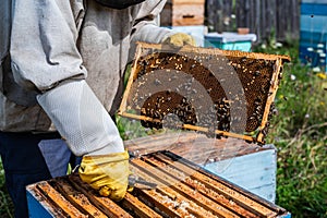 Close-up shot of beekeeper showing honeycomb frame with working bees making honey. Apiculture. Natural product. Beeswax