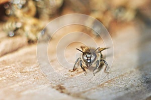 Close up shot of bees on apiary