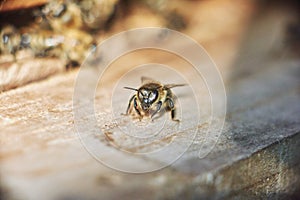 Close up shot of bees on apiary