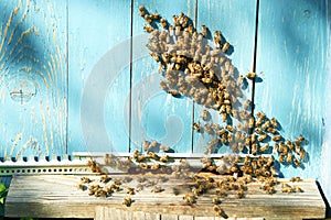 Close up shot of bees on apiary