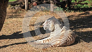 Close up shot of Bengal tiger under tree