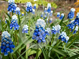 Close-up shot of bicolor grape hyacinth Muscari aucheri `Mount Hood` features pretty, grape-like clusters of rounded blue flower