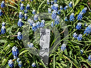 Close-up shot of bicolor grape hyacinth Muscari aucheri `Mount Hood` features pretty, grape-like clusters of rounded blue flower