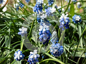 Close-up shot of bicolor grape hyacinth Muscari aucheri `Mount Hood` features pretty, grape-like clusters of rounded blue flower