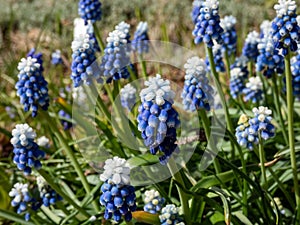 Close-up shot of bicolor grape hyacinth Muscari aucheri `Mount Hood` features pretty, grape-like clusters of rounded blue flower