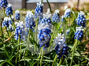 Close-up shot of bicolor grape hyacinth Muscari aucheri `Mount Hood` features pretty, grape-like clusters of rounded blue flower