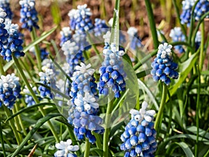 Close-up shot of bicolor grape hyacinth Muscari aucheri `Mount Hood` features pretty, grape-like clusters of rounded blue flower