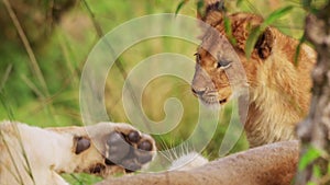 Close up shot of big 5 lion cubs play fighting being cute and cheeky, African Wildlife in Maasai Mar