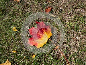 Close-up shot of big maple leaves on the ground in autumn. Maple leaf changing colours from green to yellow, orange, red and brown